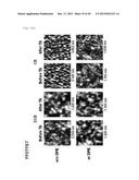 NOVEL POLYMER MATERIAL FOR HIGHTLY EFFICIENT ORGANIC THIN-FILM SOLAR CELL,     AND ORGANIC THIN-FILM SOLAR CELL USING SAME diagram and image