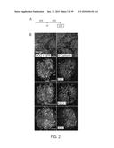 In Vitro Production of Medial Ganglionic Eminence Precursor Cells diagram and image