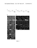 In Vitro Production of Medial Ganglionic Eminence Precursor Cells diagram and image