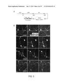 In Vitro Production of Medial Ganglionic Eminence Precursor Cells diagram and image
