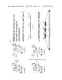 IMPROVED BACULOVIRAL EXPRESSION SYSTEM AND METHODS OF PRODUCING THE SAME diagram and image