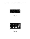 MICROFLUIDIC CHIP FOR EXTRACTING NUCLEIC ACIDS, DEVICE FOR EXTRACTING     NUCLEIC ACIDS COMPRISING SAME, AND METHOD FOR EXTRACTING NUCLEIC ACIDS     USING SAME diagram and image