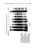 DETECTION OF ANALYTES AND NUCLEIC ACIDS diagram and image