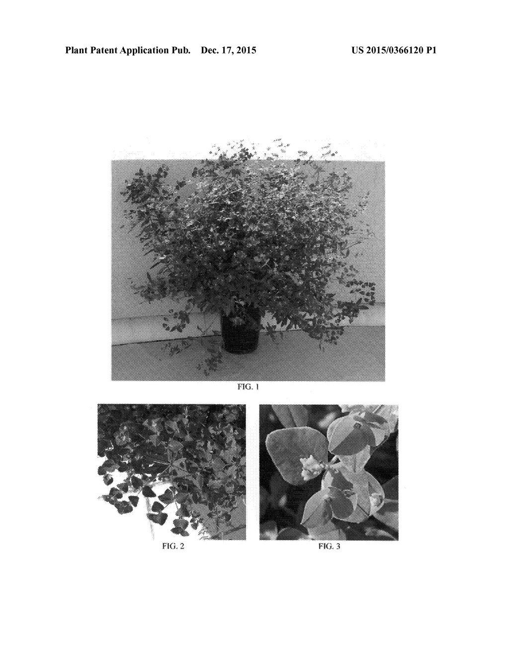 Euphorbia plant named 'Floreupred' - diagram, schematic, and image 04