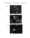 CRYSTALLINE     N-[5-(AMINOSULFONYL)-4-METHYL-1,3-THIAZOL-2-YL]-N-METHYL-2-[4-(2-PYRIDINY-    L)PHENYL]ACETAMIDE MONO MESYLATE MONOHYDRATE HAVING A SPECIFIC PARTICLE     SIZE DISTRIBUTION RANGE AND A SPECIFIC SURFACE AREA RANGE FOR USE IN     PHARMACEUTICAL FORMULATIONS diagram and image