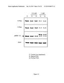 PHARMACEUTICAL COMPOSITIONS COMPRISING MONOTERPENES diagram and image