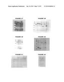 NUCLEIC ACIDS AND PROTEINS FROM STREPTOCOCCUS GROUPS A AND B diagram and image