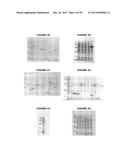 NUCLEIC ACIDS AND PROTEINS FROM STREPTOCOCCUS GROUPS A AND B diagram and image