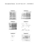 NUCLEIC ACIDS AND PROTEINS FROM STREPTOCOCCUS GROUPS A AND B diagram and image