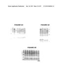 NUCLEIC ACIDS AND PROTEINS FROM STREPTOCOCCUS GROUPS A AND B diagram and image