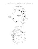 NUCLEIC ACIDS AND PROTEINS FROM STREPTOCOCCUS GROUPS A AND B diagram and image