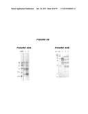 NUCLEIC ACIDS AND PROTEINS FROM STREPTOCOCCUS GROUPS A AND B diagram and image