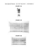 NUCLEIC ACIDS AND PROTEINS FROM STREPTOCOCCUS GROUPS A AND B diagram and image