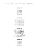 NUCLEIC ACIDS AND PROTEINS FROM STREPTOCOCCUS GROUPS A AND B diagram and image