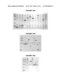 NUCLEIC ACIDS AND PROTEINS FROM STREPTOCOCCUS GROUPS A AND B diagram and image