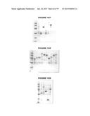 NUCLEIC ACIDS AND PROTEINS FROM STREPTOCOCCUS GROUPS A AND B diagram and image