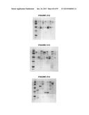 NUCLEIC ACIDS AND PROTEINS FROM STREPTOCOCCUS GROUPS A AND B diagram and image