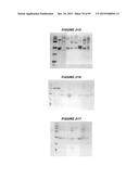 NUCLEIC ACIDS AND PROTEINS FROM STREPTOCOCCUS GROUPS A AND B diagram and image