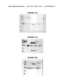 NUCLEIC ACIDS AND PROTEINS FROM STREPTOCOCCUS GROUPS A AND B diagram and image