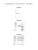 NUCLEIC ACIDS AND PROTEINS FROM STREPTOCOCCUS GROUPS A AND B diagram and image