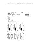 LENTIVIRAL VECTOR BASED IMMUNOLOGICAL COMPOUNDS AGAINST MALARIA diagram and image