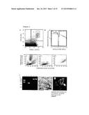 PERIVASCULAR MESENCHYMAL PRECURSOR CELLS diagram and image