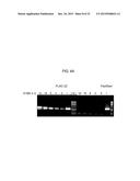 USE OF TAQ POLYMERASE MUTANT ENZYMES FOR NUCLEIC ACID AMPLIFICATION IN THE     PRESENCE OF PCR INHIBITORS diagram and image