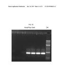 USE OF TAQ POLYMERASE MUTANT ENZYMES FOR NUCLEIC ACID AMPLIFICATION IN THE     PRESENCE OF PCR INHIBITORS diagram and image