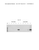 USE OF TAQ POLYMERASE MUTANT ENZYMES FOR NUCLEIC ACID AMPLIFICATION IN THE     PRESENCE OF PCR INHIBITORS diagram and image