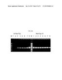 USE OF TAQ POLYMERASE MUTANT ENZYMES FOR NUCLEIC ACID AMPLIFICATION IN THE     PRESENCE OF PCR INHIBITORS diagram and image