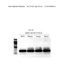 USE OF TAQ POLYMERASE MUTANT ENZYMES FOR NUCLEIC ACID AMPLIFICATION IN THE     PRESENCE OF PCR INHIBITORS diagram and image