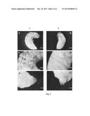 GENETIC CONTROL METHOD AND COMPOSITIONS AGAINST INSECT PESTS IN COTTON     PLANTS BY THE SILENCING OF GENES OF THE LACCASE FAMILY diagram and image