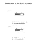 TRANSFORMED EUGLENA AND PROCESS FOR PRODUCING SAME diagram and image