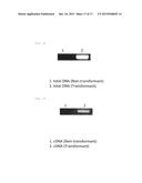 TRANSFORMED EUGLENA AND PROCESS FOR PRODUCING SAME diagram and image