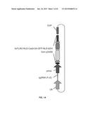 COMPOSITIONS AND METHODS OF DELIVERING TREATMENTS FOR LATENT VIRAL     INFECTIONS diagram and image