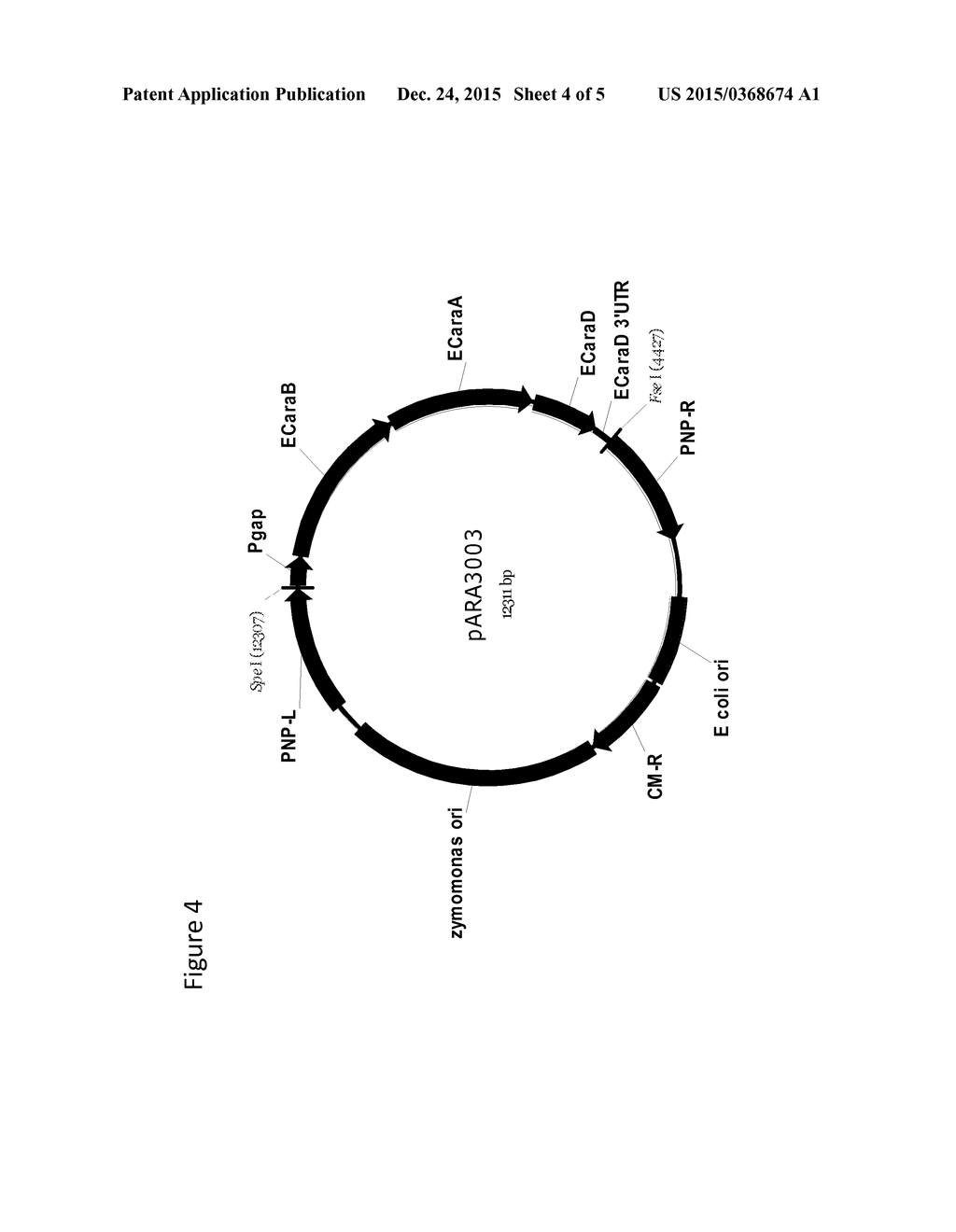 ENHANCING D-XYLOSE AND L-ARABINOSE UTILIZATION IN ZYMOMONAS CELLS - diagram, schematic, and image 05