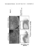 METHOD FOR GENERATING RETINAL PIGMENT EPITHELIUM (RPE) CELLS FROM INDUCED     PLURIPOTENT STEM CELLS (IPSCs) diagram and image