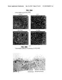 METHOD FOR GENERATING RETINAL PIGMENT EPITHELIUM (RPE) CELLS FROM INDUCED     PLURIPOTENT STEM CELLS (IPSCs) diagram and image