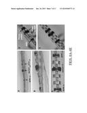 CO-ELECTRODEPOSITED HYDROGEL-CONDUCTING POLYMER ELECTRODES FOR BIOMEDICAL     APPLICATIONS diagram and image