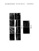 STRUCTURES INCLUDING ION BEAM-MIXED LITHIUM ION BATTERY ELECTRODES,     METHODS OF MAKING, AND METHODS OF USE THEREOF diagram and image