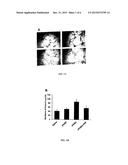 PROTEIN TO PROMOTE BLOOD VESSEL GROWTH AND USES THEREOF diagram and image