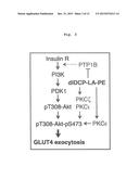 PHOSPHOLIPID COMPOUND CONTAINING UNSATURATED FATTY ACID DERIVATIVE HAVING     CYCLOPROPANE RING diagram and image