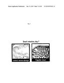 FLAGELLIN RELATED POLYPEPTIDES AND USES THEREOF diagram and image