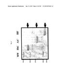 FLAGELLIN RELATED POLYPEPTIDES AND USES THEREOF diagram and image