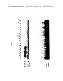 FLAGELLIN RELATED POLYPEPTIDES AND USES THEREOF diagram and image