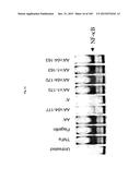 FLAGELLIN RELATED POLYPEPTIDES AND USES THEREOF diagram and image