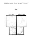 FLAGELLIN RELATED POLYPEPTIDES AND USES THEREOF diagram and image