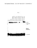 FLAGELLIN RELATED POLYPEPTIDES AND USES THEREOF diagram and image