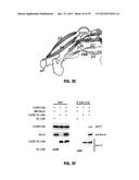 Norrin Mutant Polypeptides, Methods of Making and Uses Thereof diagram and image