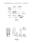 Norrin Mutant Polypeptides, Methods of Making and Uses Thereof diagram and image